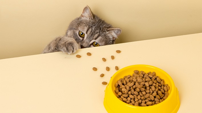 Як обрати корм для котів із чутливим травленням